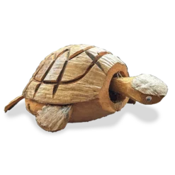 Coconut Nodding Turtle